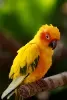 cute-parrot-1349232.jpg_je8cockl