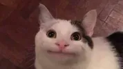 blob-09636982-a21a-494b-bbe4-3692c2720ae3.jpeg_wooy8w3g