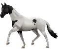 1761841445-trakehner_01.png_gkuu6gcv