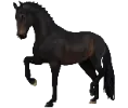 1699359124-dutch-warmblood-variation-1.png_5vvnq212
