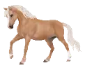 1768304279-render_png_gh103_connemara_variation_04_gallop_transparent.png_w1lq31bd