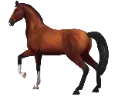 1678724503-breed-marwari.png_vephgduy