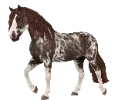 1737042570-criollo-breed-variation-01.png_65k0dbam