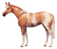 1682347758-english-thorougbred-var08.png_e2ukie6b