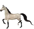 1715701362-american-saddlebred-07.png_hex8d5o6