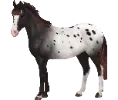 1682409133-appaloosa_var_04_largespottedblanket.png_h27gs4yf