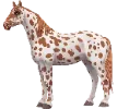 1761814532-knabstrupper_04.png_smzqx1t2