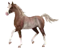 1678717452-breed-arabian-var7.png_cz99o69m