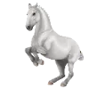 1680622099-lipizzaner-var-01.png_u4kc7jn4