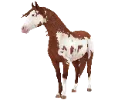 1709912328-americanpaint_variation_03.png_7xp7x3g1