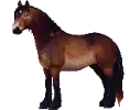 1761840665-north-swedish-horse_01.png_hadz58rf