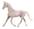 1709908925-akhalteke_variation_05.png_43jqdgo1
