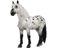 1730821636-noriker-1.png_3r2wxk0j