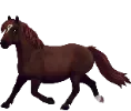 1682422927-jorvikpremiumpony_var_01_liverchestnut.png_bsq9l2o7